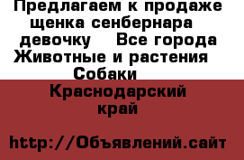 Предлагаем к продаже щенка сенбернара - девочку. - Все города Животные и растения » Собаки   . Краснодарский край